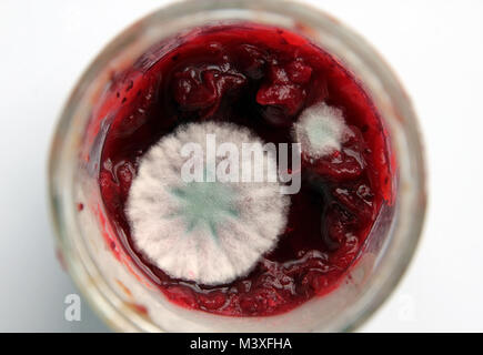 Schimmel auf Obst im Glas Stockfoto