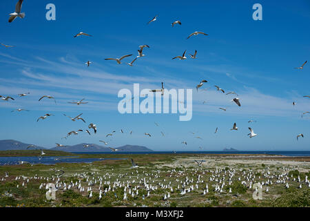 Kolonie von Seetang Möwe (Larus dominicanus) Verschachtelung auf einer grünen Wiese, auf Aas Insel in der Falkland Inseln. Stockfoto