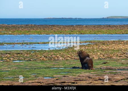 Große männliche Southern Sea Lion (Otaria flavescens) überschrift in das Meer an der Küste der Karkasse Insel in der Falkland Inseln. Stockfoto