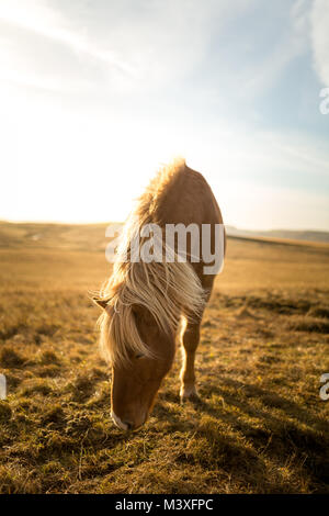 Island Pferde bei Sonnenuntergang an der südlichen Küste Islands Island Pony Stockfoto