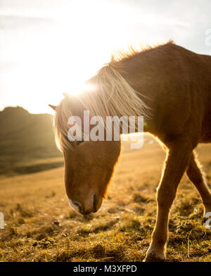 Island Pferde bei Sonnenuntergang an der südlichen Küste Islands Island Pony Stockfoto