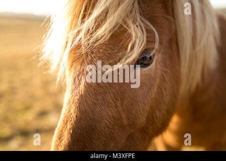 Island Pferde bei Sonnenuntergang an der südlichen Küste Islands Island Pony Stockfoto