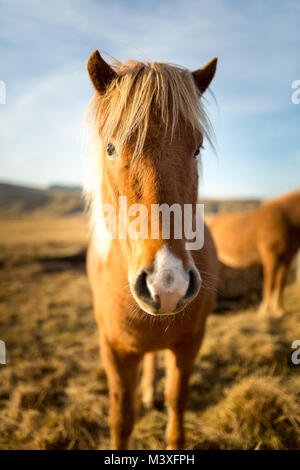 Island Pferde bei Sonnenuntergang an der südlichen Küste Islands Island Pony Stockfoto