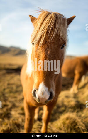 Island Pferde bei Sonnenuntergang an der südlichen Küste Islands Island Pony Stockfoto