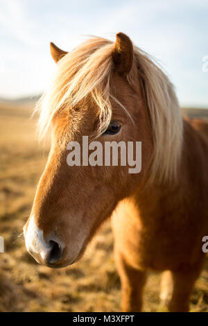 Island Pferde bei Sonnenuntergang an der südlichen Küste Islands Island Pony Stockfoto