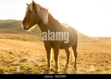 Island Pferde bei Sonnenuntergang an der südlichen Küste Islands Island Pony Stockfoto