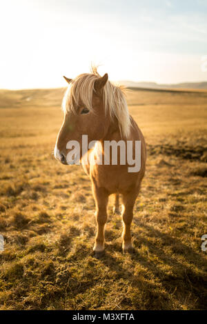 Island Pferde bei Sonnenuntergang an der südlichen Küste Islands Island Pony Stockfoto