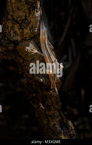 Liniert Blatt-tail Gecko - Uroplatus lineatus, Madagaskar Regenwald. Seltene gut maskiert Gecko, endemisch in Madagaskar. Mimikry. Camouflage. Stockfoto