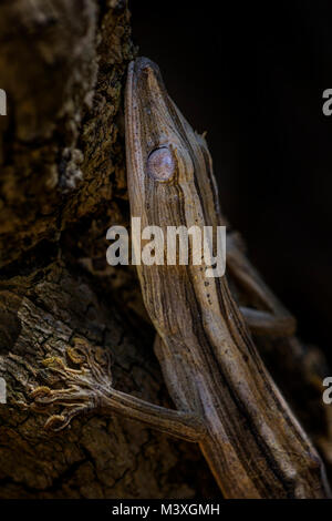 Liniert Blatt-tail Gecko - Uroplatus lineatus, Madagaskar Regenwald. Seltene gut maskiert Gecko, endemisch in Madagaskar. Mimikry. Camouflage. Stockfoto