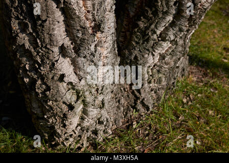 Quercus suber Rinde Stockfoto