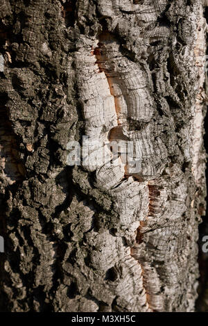 Quercus suber Rinde Stockfoto