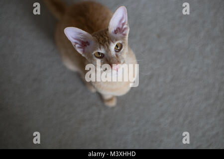 Ingwer peterbald reinrassige Hauskatze big isst Portrait Stockfoto