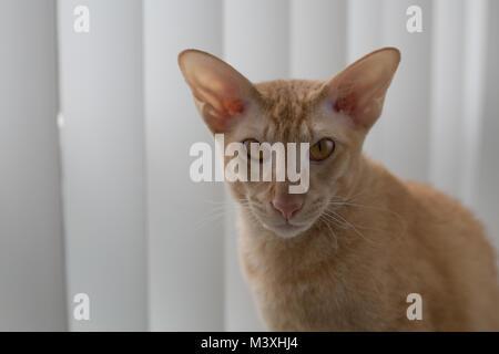 Ingwer peterbald reinrassige Hauskatze big isst Portrait Stockfoto