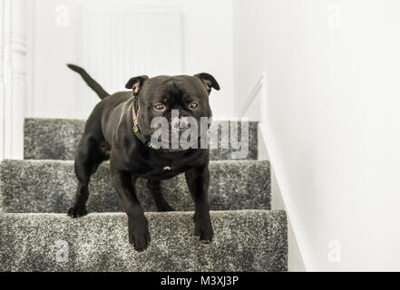 Starke schwarze Staffordshire Bull Terrier Hund läuft Treppen mit Teppichen im Innenbereich. Stockfoto