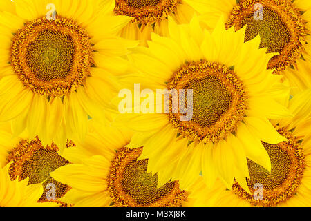 Blick von oben auf die Sonnenblumen Blumen. Floral background. Stockfoto