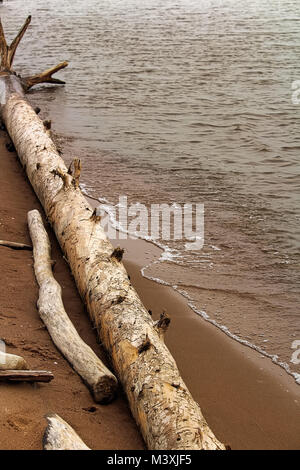 Driftwood Abwasch an der sandigen Küste. Stockfoto