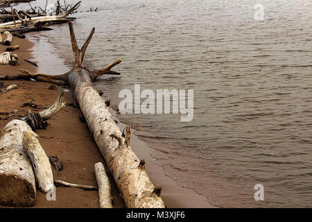 Driftwood Abwasch an der sandigen Küste. Stockfoto