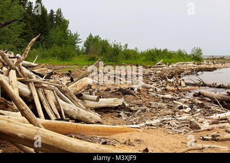 Verbrannt Treibholz am Rande einer sandigen Ufer. Stockfoto