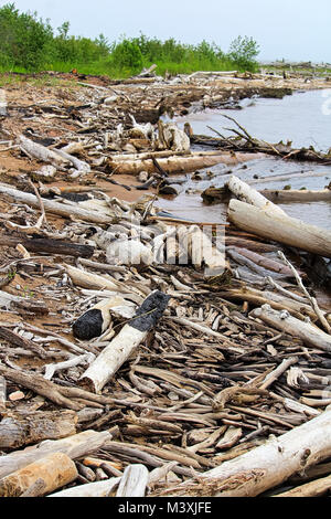 Verbrannt Treibholz am Rande einer sandigen Ufer. Stockfoto