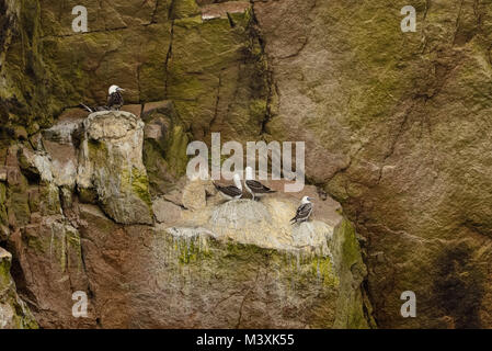 Peruanische Sprengfallen in der Ballestas Inseln, Paracas Peru Stockfoto