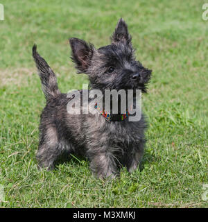 Brindle farbige Cairn Terrier Welpen auf einem Rasen gestellt Stockfoto