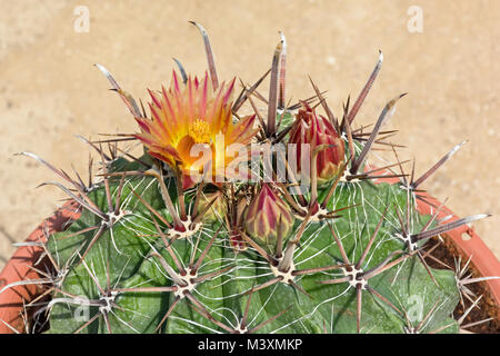 Eingetopfter Arizona Fischhaken Fass Kaktus in Blüte mit Bienenfliege Insektenfressende auf dem Pollen mit einem verschwommenen beigen Hintergrund Stockfoto