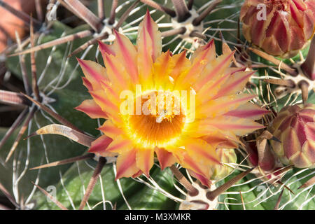 Makro einer einzigen gelben Arizona Fass Kaktusblüte mit Weiße Bienenfliege Insekt sammeln Pollen Stockfoto