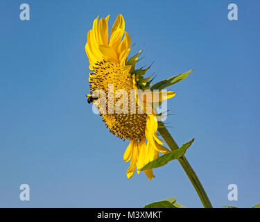 Seitenansicht einer schwarz-gelben Hummel auf Riesen Sonnenblume mit einem klaren blauen Himmel im Hintergrund Stockfoto