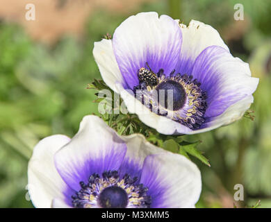 Schwarz und weiß naomi oxythyrea noemi Blume Chafer Käfer oxythyrea noemi füttert eine lila und weiße Anemone Blume in Ein Garten Stockfoto