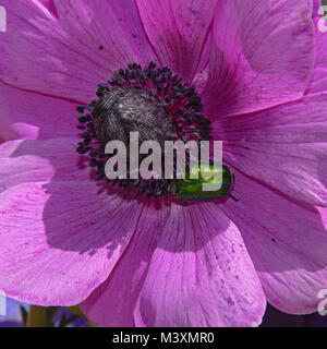 Metallisch grüne Blume Chafer Käfer Fütterung auf der Mitte der Eine violette Anemone Blume Stockfoto