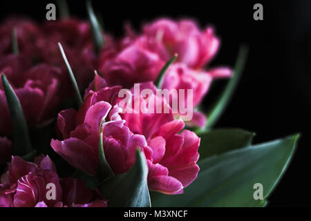 Tulpen Papagei Tulpen Frühling Blumen Stockfoto