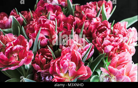 Tulpen Papagei Tulpen Frühling Blumen Stockfoto