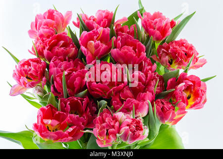 Tulpen Papagei Tulpen Frühling Blumen Stockfoto