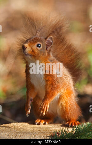Eichhörnchen Schottland, Großbritannien. Stockfoto
