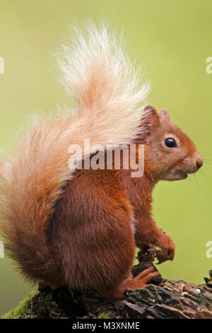 Eichhörnchen Schottland, Großbritannien. Stockfoto
