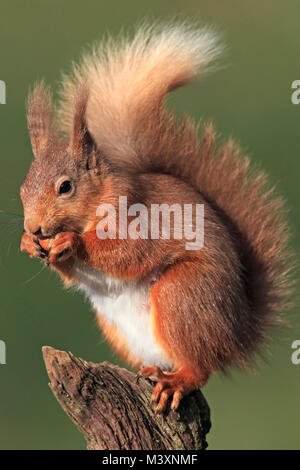 Eichhörnchen (Sciurus vulgaris) in Großbritannien. Stockfoto