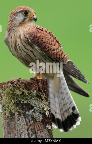 Turmfalken (Falco tinnunculus) Großbritannien. Stockfoto