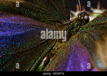 Makro Bild von einem Schmetterling Stockfoto