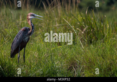 Goliath Heron (Ardea goliath) im Murchison Falls National Park in Uganda. Stockfoto