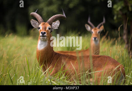 Ugandan Kob Antilope (Kobus kob thomasi) im langen Gras, Uganda. Stockfoto