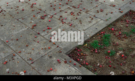 Ein paar Beeren haben vom Baum gefallen Stockfoto