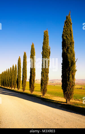 Toskana, Baumreihe Gruppe Zypressen und weiße Landstraße am Sonnenuntergang. Siena, Orcia-Tal, Italien, Europa. Stockfoto