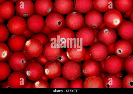 Rote Kugeln der Raupe geeignet für Hintergrund und Textur. Stockfoto