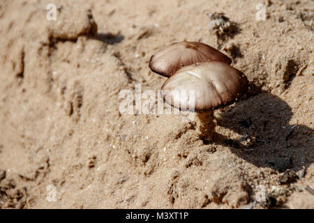 Zwei giftige Pilze wachsen aus Sand close up Hintergrundbild Stockfoto