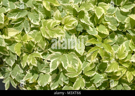 Close-up viele grüne Zier bunte Blätter der Aegopodium podagraria im hellen Sonnenlicht als natürlichen Hintergrund. Stockfoto