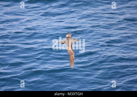 Short-tailed Shearwater (Puffinus Tenuirostris) in Japan Stockfoto