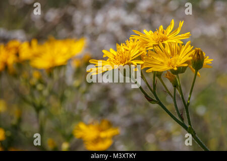Gelbe Blumen Schwarz-bracted Habichtskraut bis Wallpaper schließen Stockfoto