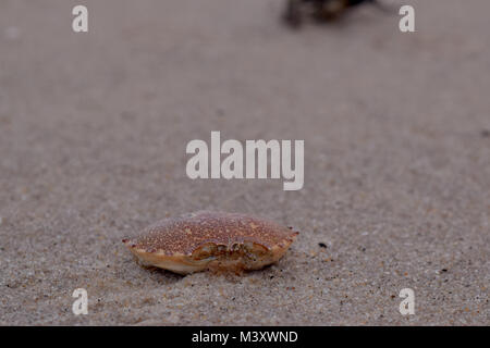 Leere crab Shell auf einem nassen, Sandstrand mit Schutt und organisches Material unscharf im Hintergrund. Stockfoto