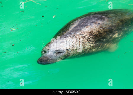 Kegelrobbe Halichoerus grypus, Detail portrait Stockfoto