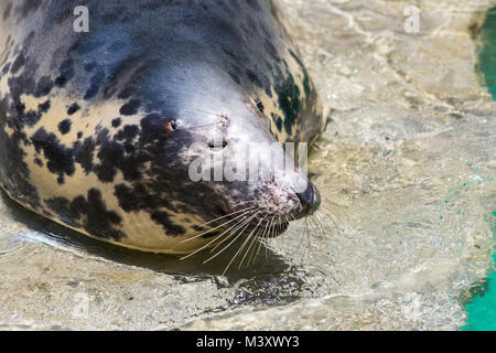 Kegelrobbe Halichoerus grypus, Detail portrait Stockfoto